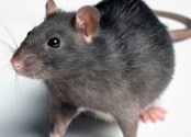 rat-image